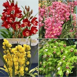 Địa lan sato(1 củ to tặng kèm phân bón)
