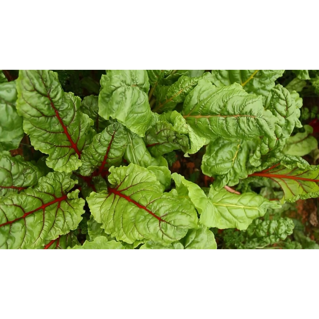 Hạt giống rau cải cầu vồng đỏ nhập Thái lan nguyên gói ( Red Swiss Chard)
