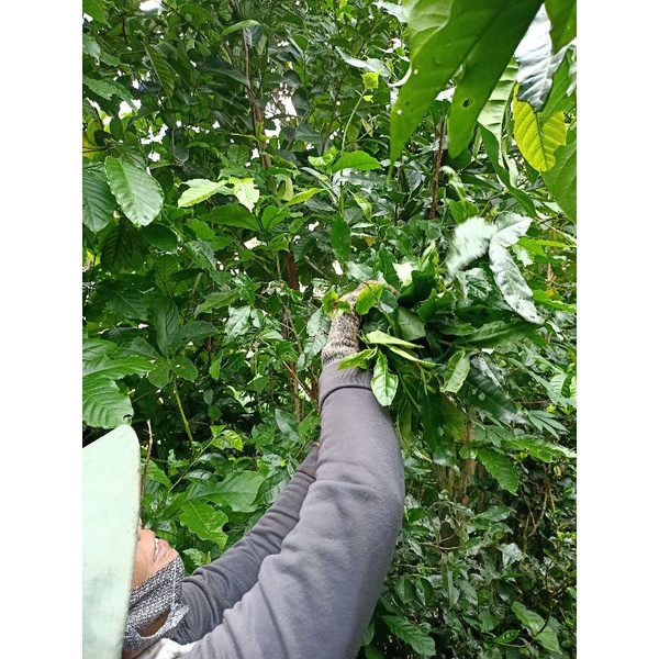 Lá trà xanh tươi Lâm Đồng