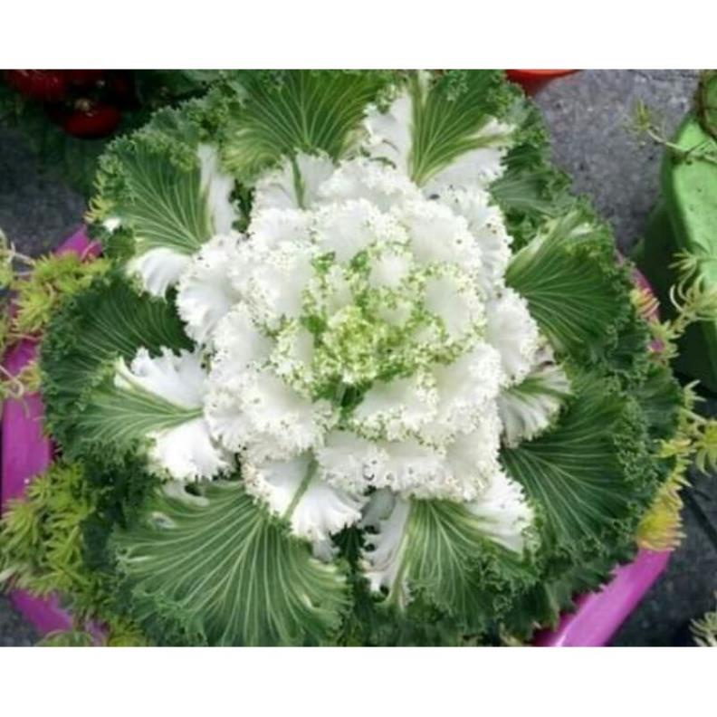HẠT GIỐNG BẮP CẢI HOA HỒNG  50H