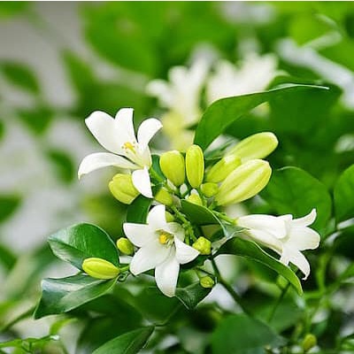Cây nguyệt quế lá xoắn bông chùm