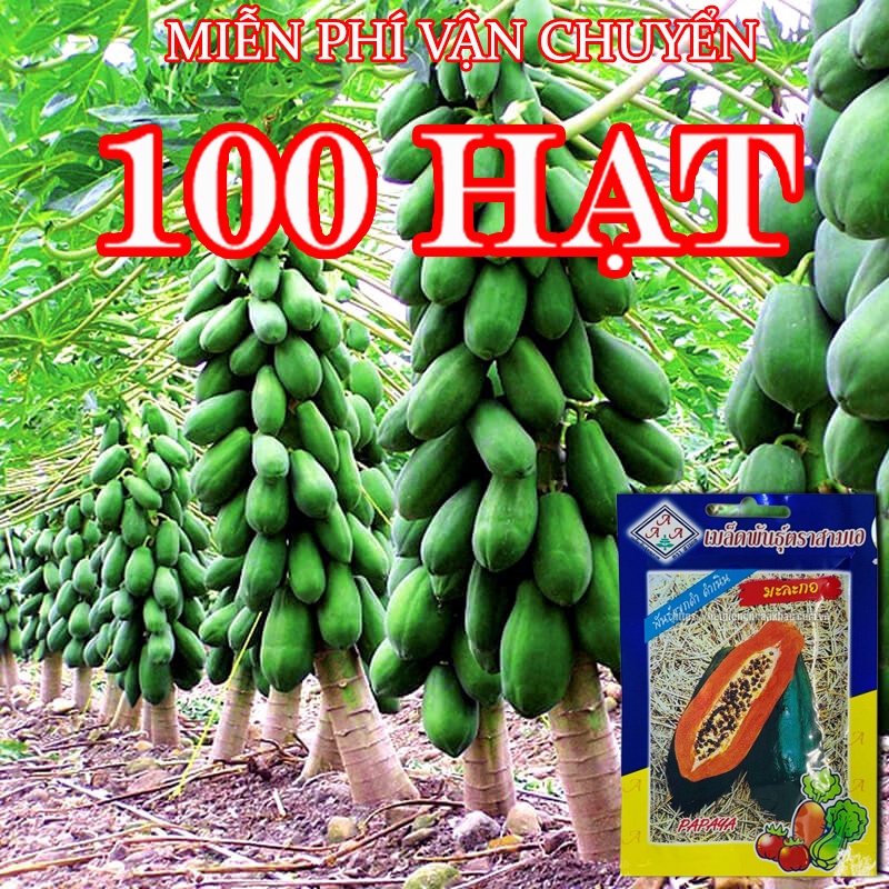 Hạt Giống Đu Đủ Lùn Puket Thái Lan. 1 gr/ gói. Hàng nhập Thái Lan. Tặng 1 gói với đơn hàng 8 gói.
