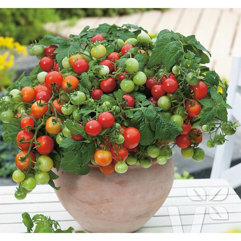 ( sale 1k ) 5h hạt giống cà chua bi lùn đỏ dành cho người mới tập trồng