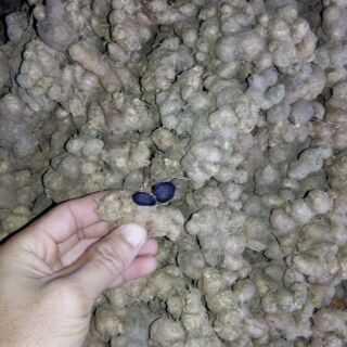 (1kg) Gừng đen - ngải đen - black ginger
