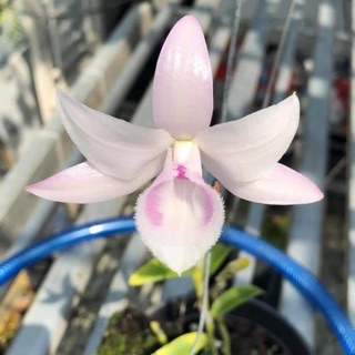 Chai giống phi điệp Hồng Mỹ Nhân