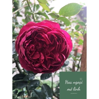 Hoa hồng bụi Autumn Rouge xứ Nhật hoa hồng tím thơm nhất-Hoangoaimelinh