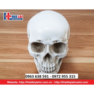 Mô Hình Hộp Sọ Người