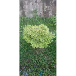 Mai chiếu thủy kim dẻo