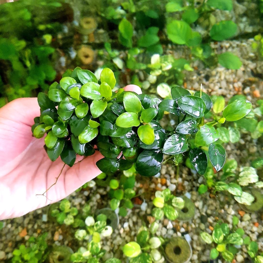 Ráy Nana Tàu Cây Thủy Sinh Gắn Đá Lũa Không Cần CO2