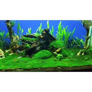 HT779 AMA Rêu Minifiss Lá Nước (một Tấc) 33 19
