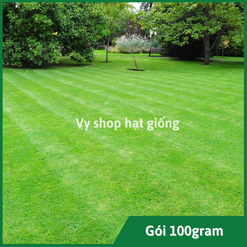 100gr hạt giống cỏ Bermuda (cỏ tăm - cỏ chỉ - cỏ gà) loại cao cấp nhập Mỹ trồng thảm sân vườn