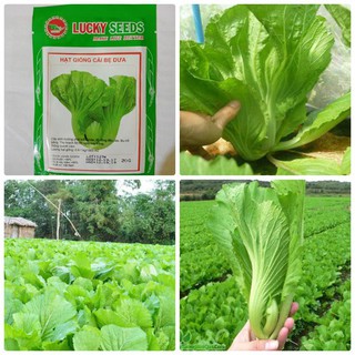 Hạt giống rau Cải bẹ dưa 20gr - DC