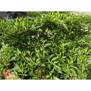 Ớt Xiêm Rừng (20-25 hạt)