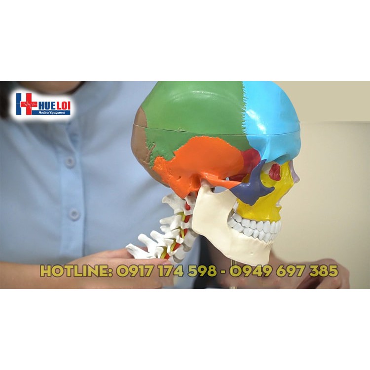 Mô hình giải phẫu xương sọ và cột sống cổ