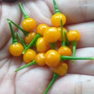 Hạt giống Ớt Aji Charapita (Ớt Peru)
