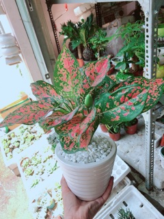 Chậu vạn lộc
