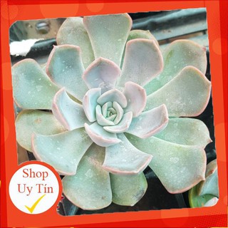 sen đá Đất hồng🍏 |FREESHIP| 🔥 XỨ NÓNG, ĐÃ THUẦN KHÍ HẬU, KHOẺ ĐẸP 🍏 LỖI 1 ĐỔI 1