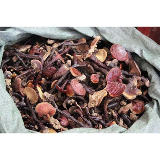 Nấm Lim Xanh rừng chuẩn