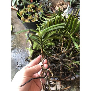 Lan phượng vỹ tuyết nhung