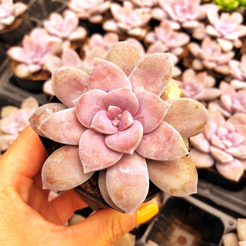 sen đá dĩa hồng sz bầu