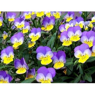 Hạt giống hoa Păng xê tím