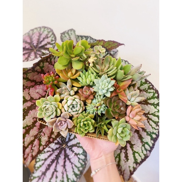 Combo 20 Sen Đá Mini Mix Màu Sặc Sỡ Ann Concept - Xuất xứ Đà Lạt - Thuần Mọi Khí Hậu