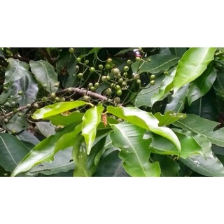 Lá vối khô 500gr