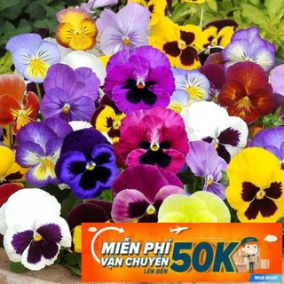 100 Hạt giống hoa Pancy mix LuckyseadTG