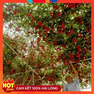 Cà Chua Bạch Tuộc ( Cà chua leo giàn) 04 hạt