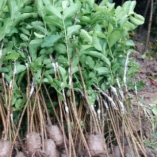 Bộ 3 cây ổi 4 mùa