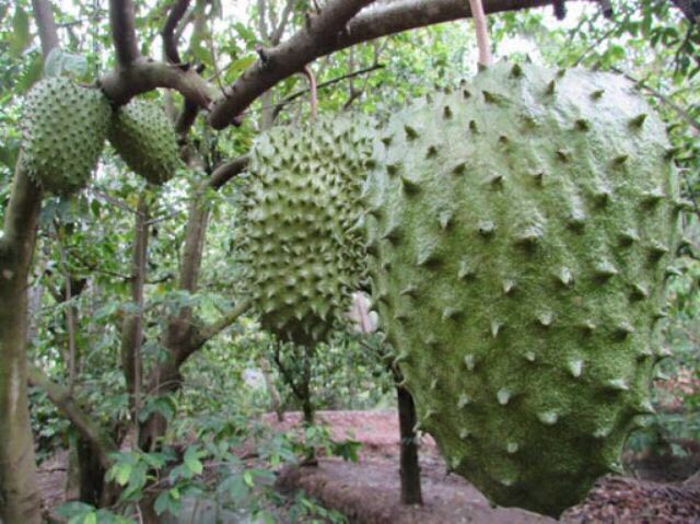 GIỐNG MÃNG CẦU XIÊM THÁI LAN.