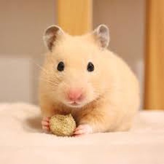 Chuột hamster bear ( vàng mơ )