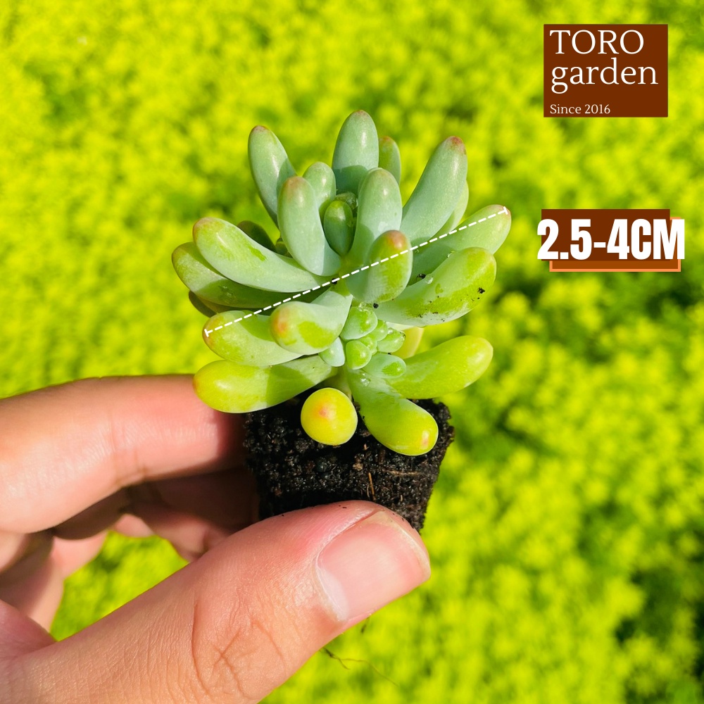 Sen đá thạch ngọc mĩ Đà Lạt size mini cây cảnh trang trí nhà cửa Toro garden