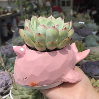 Chậu thú trồng sen đá dễ thương