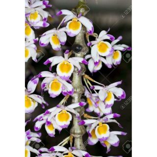 Phong lan trúc phật bà