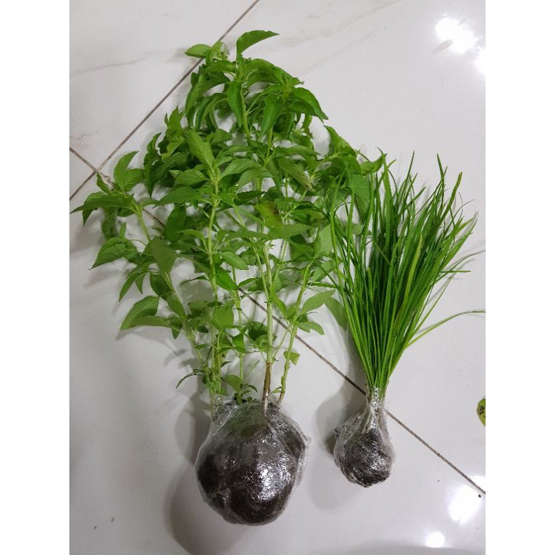 Cây é trắng, cây hương sả (7 -15cm)