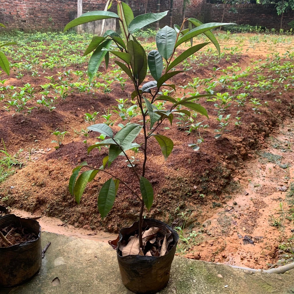 Cây vú sữa lò rèn cao 50-70 cm cây khỏe mạnh