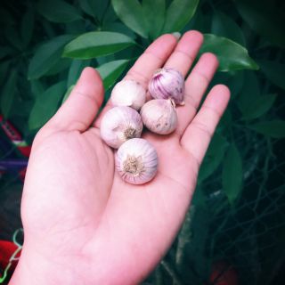 TỎI CÔ ĐƠN LOẠI TRUNG ĐÃ NHẶT SẠCH