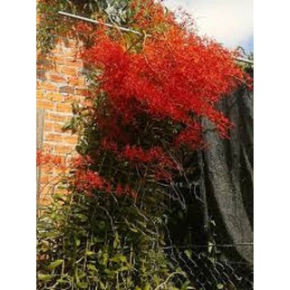 CÂY GIỐNG LAN PHƯỢNG VỸ ĐỎ