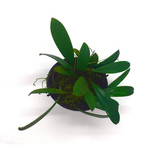 Lan Lọng Bulbophyllum Claviforme