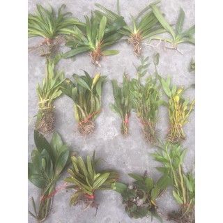 Combo lan rừng 5 loại 30k/bó