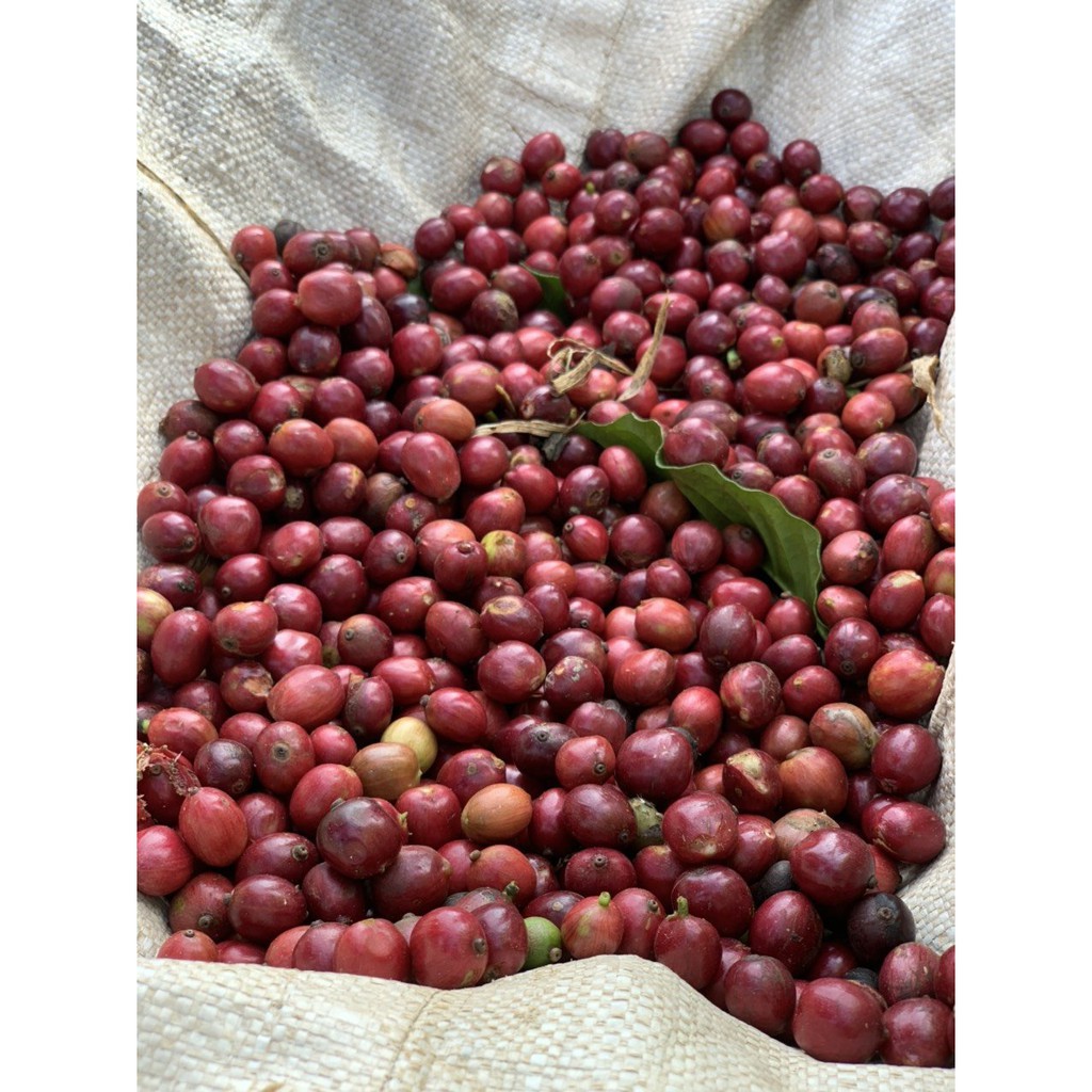 Cà phê nguyên chất Robusta hạt  pha máy Kofi Kai 1kg | BigBuy360 - bigbuy360.vn