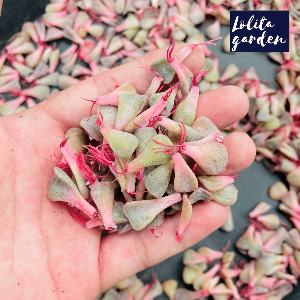 Mầm sen đá Đà Lạt 20 loại size cây cảnh trang trí nhà cửa Lolita garden