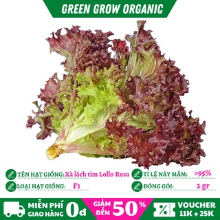 Hạt giống rau xà lách tím Lollo Rossa hữu cơ chịu nhiệt tốt MS174 GREEN GROW ORGANIC