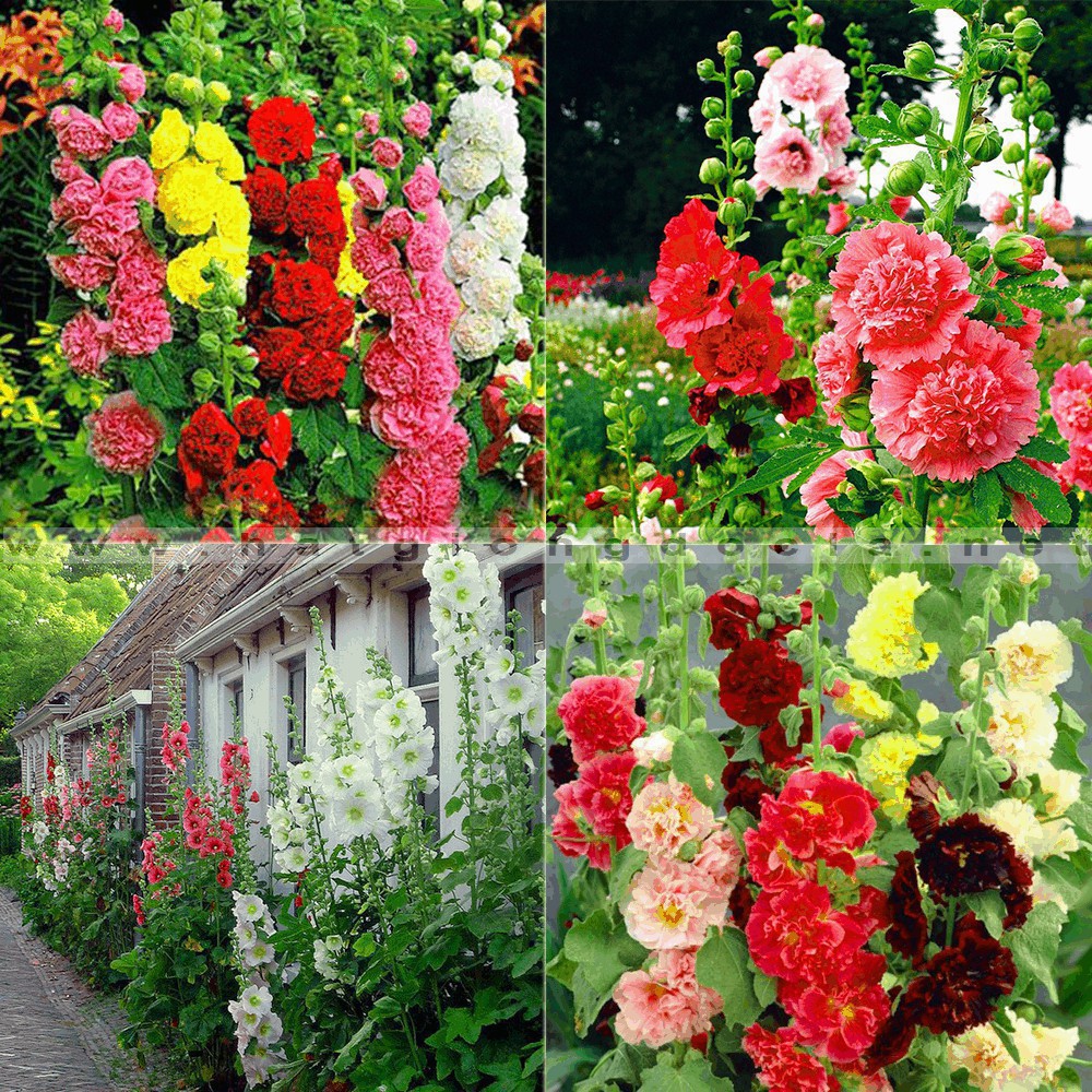 30 Hạt giống hoa mãn đình kép mix