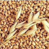 Hạt Giống cỏ lúa mì