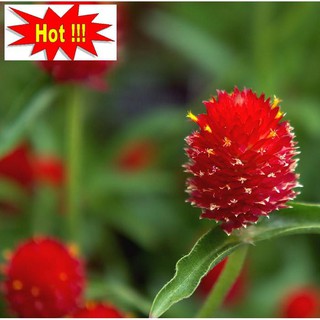 50 H - HẠT GIỐNG CÚC NÚT ÁO ĐỎ