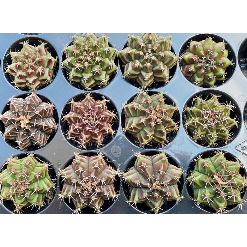 Compo 5 cây xương rồng gymno vân đẹp 3-4cm