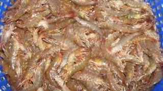 Chả ram tôm đất loại đặc biệt