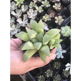 SEN ĐÁ NGỌC GUỐC - ĐK 10CM